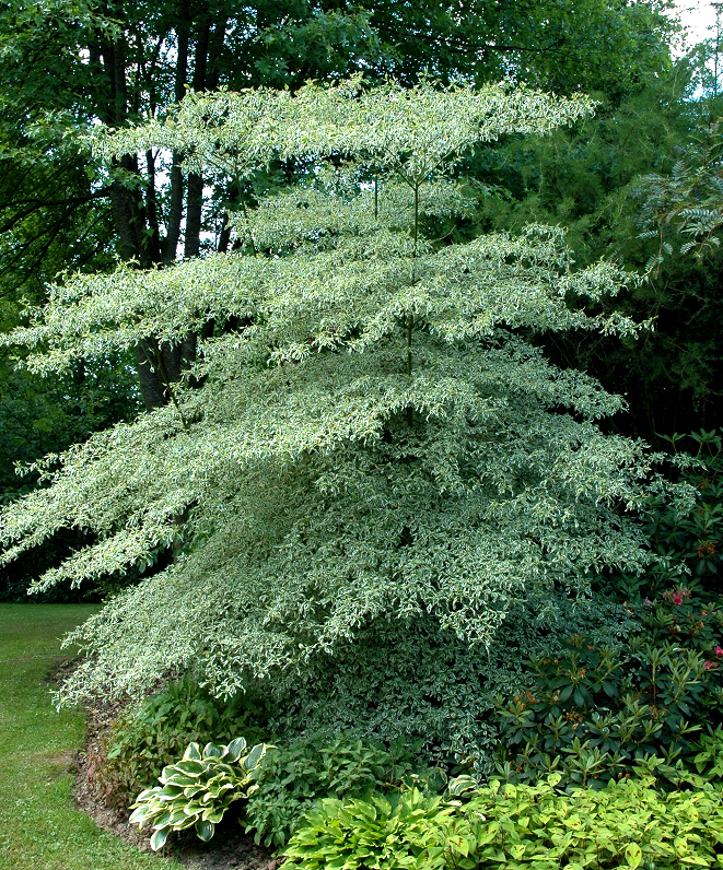 Cornus alternifolia 'Argentea'